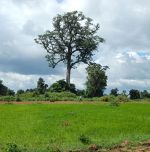 venu